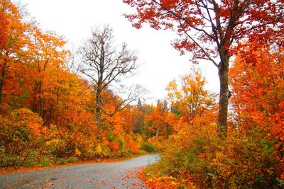 Autumn trees on landscape against sky