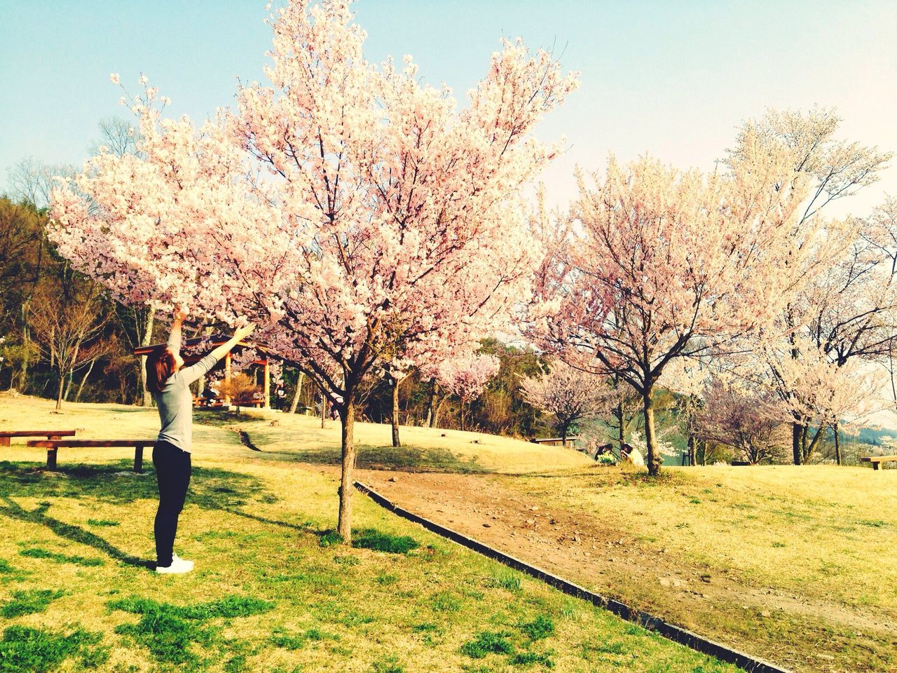 tree, flower, growth, grass, beauty in nature, branch, freshness, clear sky, nature, blossom, park - man made space, field, sunlight, person, tranquility, cherry tree, fragility, day