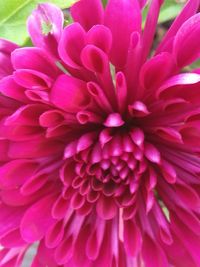 Close-up of pink dahlia