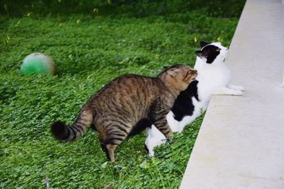 Side view of two cats on grass