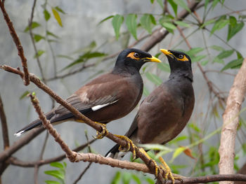 Close-up of birds perching on branch