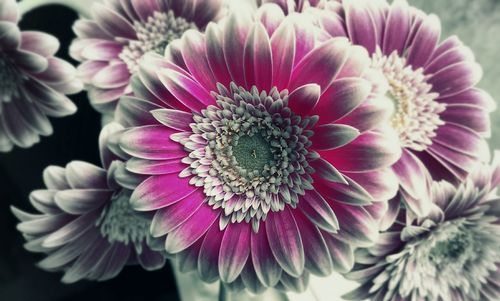 Close-up of pink flowers