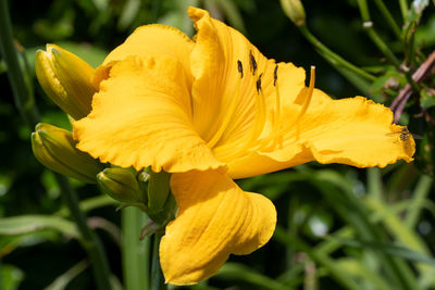 flowering plant