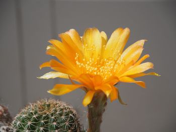 Close-up of yellow cactus flower