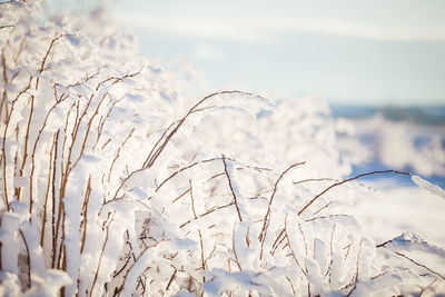 Close-up of frozen plant against sky