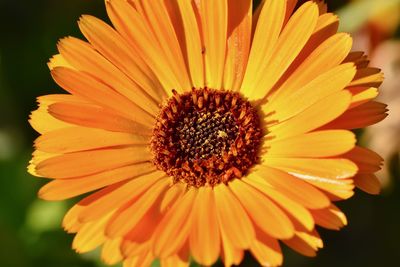 Close-up of orange flower blooming in park during sunny day