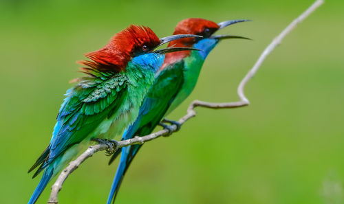 Close-up of bird perching on branch