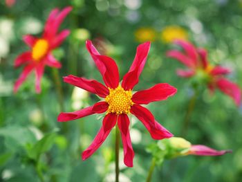 Close-up of red flower