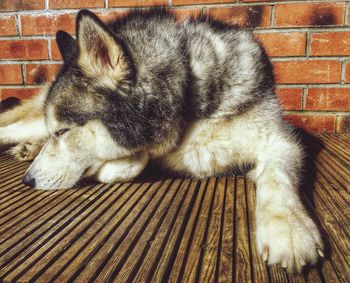 Close-up of cat sleeping on floor