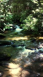 Stream flowing through forest