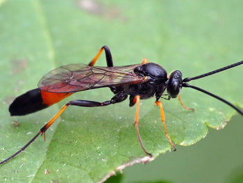 Close-up of insect on leaf