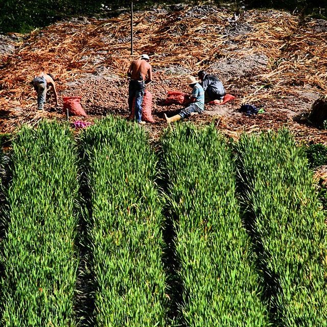 green color, leisure activity, lifestyles, grass, field, men, growth, high angle view, togetherness, person, nature, agriculture, day, plant, outdoors, rural scene, sitting