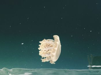 Close-up of jellyfish swimming in sea