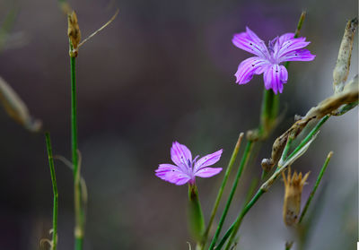 Close-up of purple flowers blooming