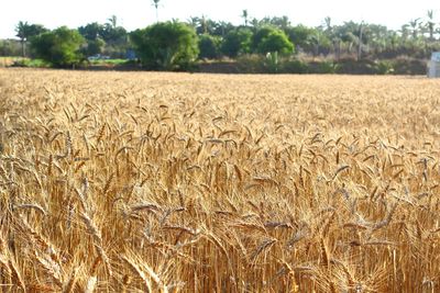 Crop in field