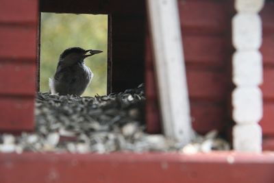 Bird perching on a building