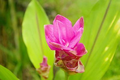 Close-up of pink rose flower