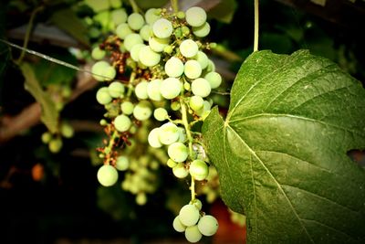 Close-up of fresh green tree