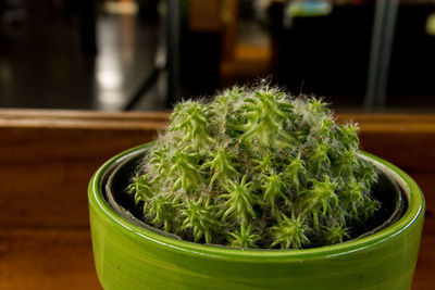 Close-up of potted plant on table