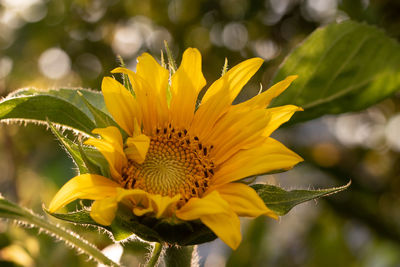 Close-up of yellow flower