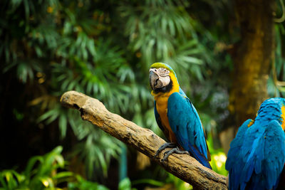 Blue and yellow macaw sitting on a branch. beautiful parrot with shine