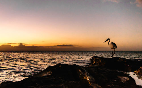 Silhouette birds on sea shore against sky during sunset