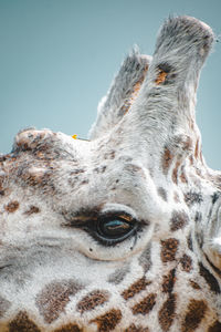 Close-up of giraffes eye 