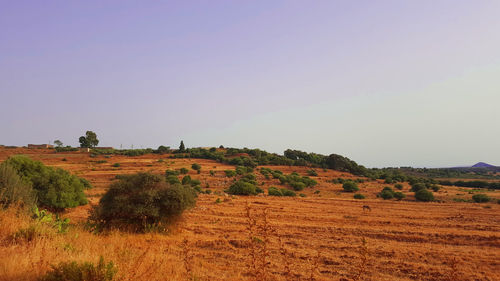 Scenic view of field against clear sky