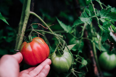 Cropped image of hand holding strawberry