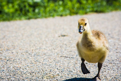 Close up of a baby goose running