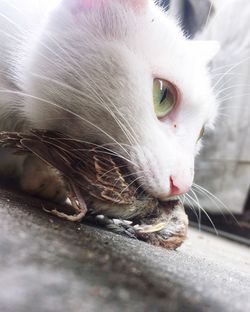 Close-up of cat hunting bird