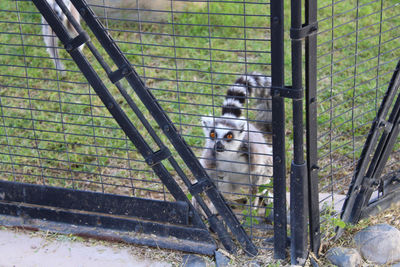 View of dog in zoo