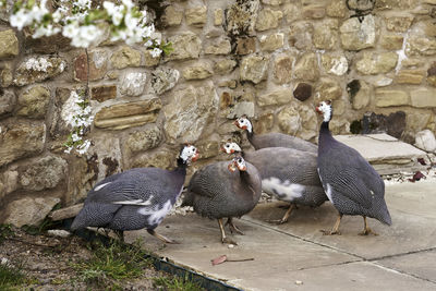 Ducks on a wall