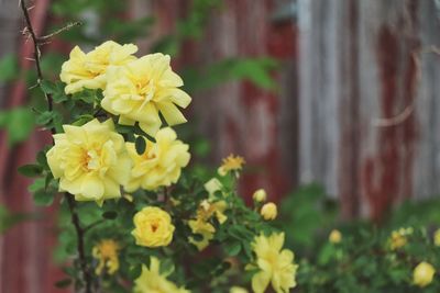 Close-up of yellow flowers blooming outdoors