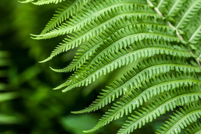 Close-up of fern leaves