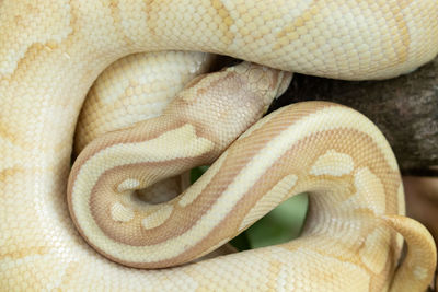 Close-up of a lizard