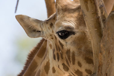 Close-up portrait of a horse