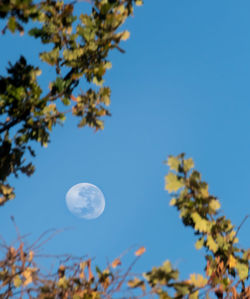Low angle view of tree against clear blue sky