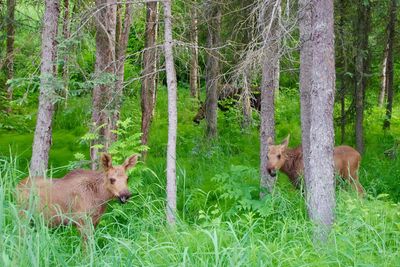 Sheep on tree trunk in forest