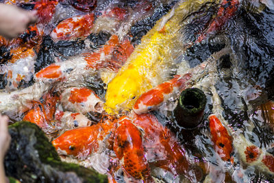 Close-up of koi carps in water