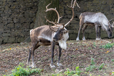 Deer standing in a field