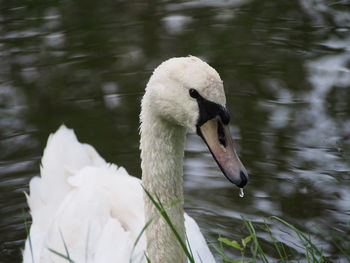 Swans swimming in lake