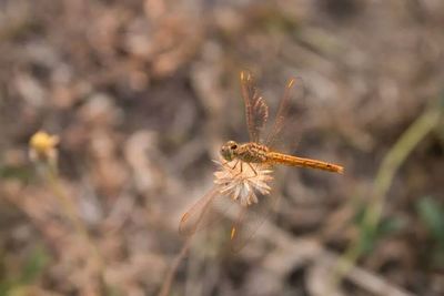 Close-up of plant against blurred background