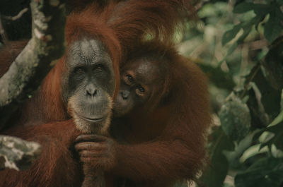 Wild orangutan in the jungle, sumatra, bukit lawang