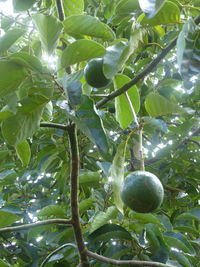 Low angle view of fruits growing on tree