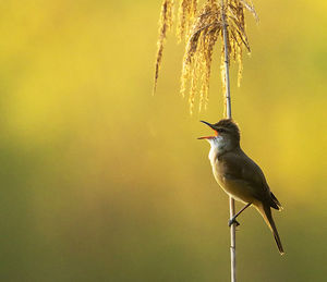 Close-up of bird perching on plant against sky