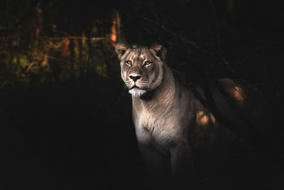 Portrait of cat in a forest