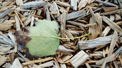 High angle view of dry leaves on field