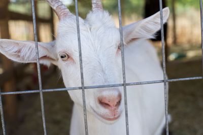 Close-up of a goat