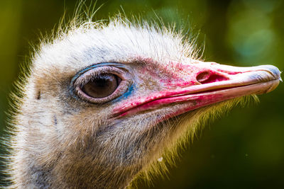 Close-up portrait of bird